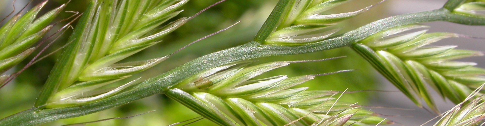 The short second glume (note that the first floret is adjacent to the inflorescence rachis) and lemma awns are diagnostic of this species.
